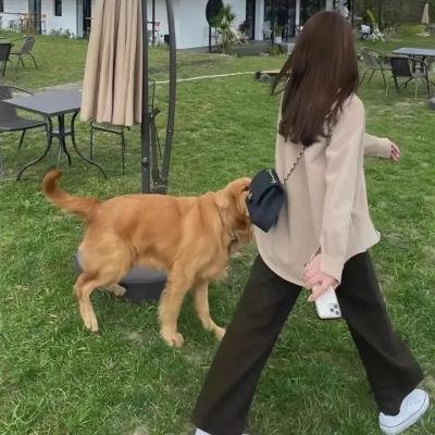 星星守护犬
